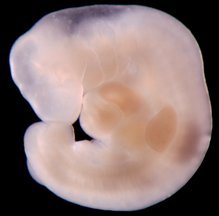 4 ugers embryo