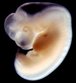 embryo 5 uger
