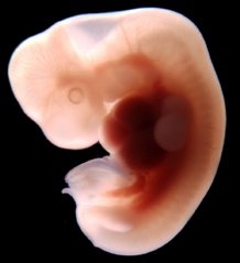 embryo 5 uger og 6 dage