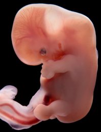 embryo 6 uger og 2 dage