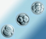 embryoner