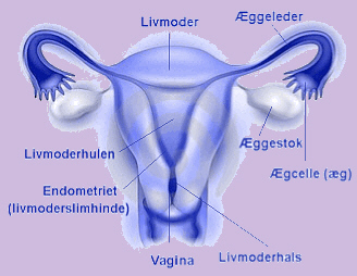 kvindelig interne organer